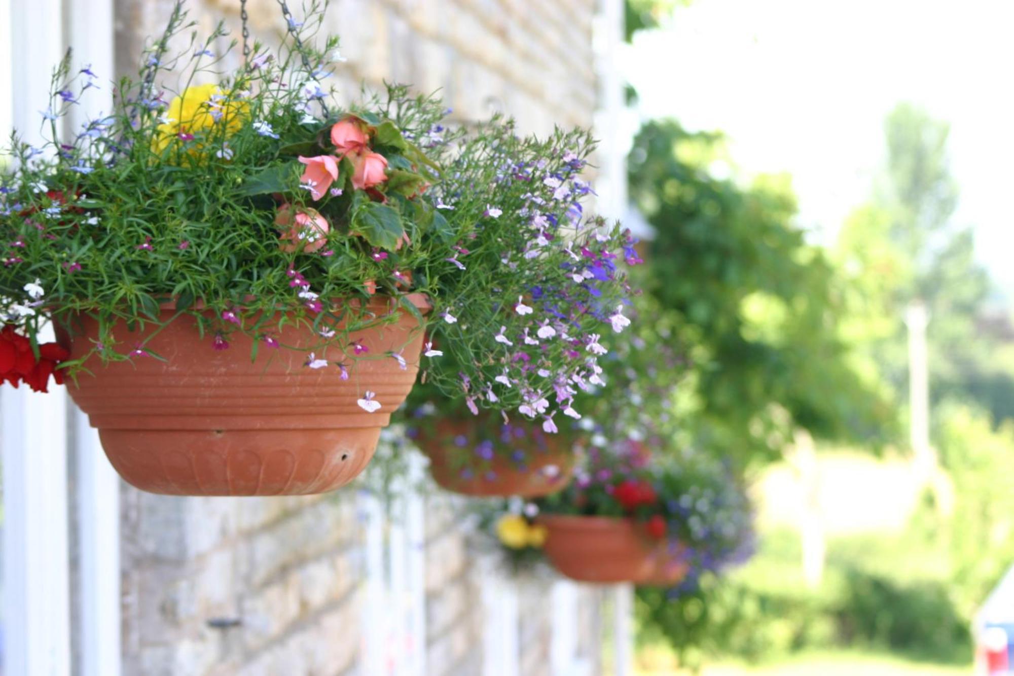 Crossways Hotel Wells Kültér fotó Flower pots
